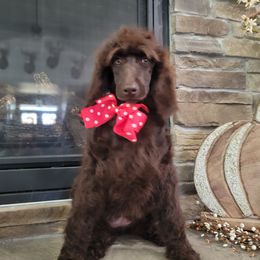 Poodle Puppies from McPoodle Dog Ranch