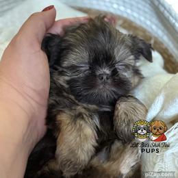 Hazel - Chocolate female Shih Tzu puppy in Walkertown, North Carolina from Lil’ Bit’s Shih Tzu