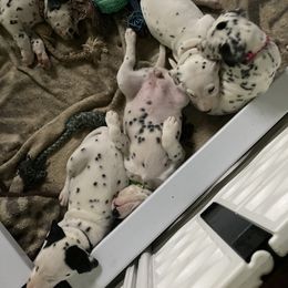 Dalmatian Puppies from Dalmatians of Rutland Ranch