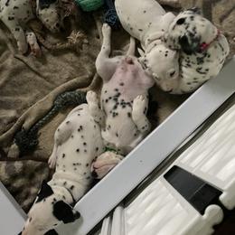 Dalmatian Puppies from Dalmatians of Rutland Ranch