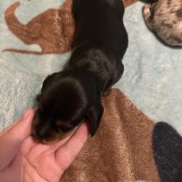 Black and Tan Male - Black and tan male Dachshund puppy in Gainesville, Florida from Mini Dots Mini Dachshunds
