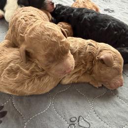 Poodle puppies from Poodles of New England