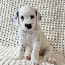 TEJ - White and black male Dalmatian puppy in Jefferson, Georgia from Spotted Jewels Dalmatians