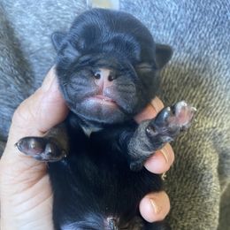 Black and tan boy - Black male Pug puppy in Ridgefield, Washington from Cupid’s Pugs