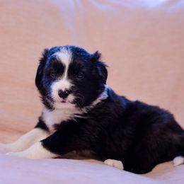 Border Collie Puppies from Snow Pine Ranch
