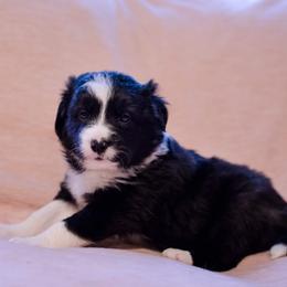Border Collie Puppies from Snow Pine Ranch