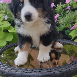 Buster - Black tri male Miniature American Shepherd puppy in Atwood, Illinois from Buck-Run Puppies