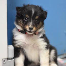 Reese - Black white and tan female Shetland Sheepdog puppy in Wolcott, Indiana from Southside Shelties