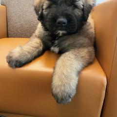 Bouvier des Flandres Puppies from Bouvier's of Rockingham