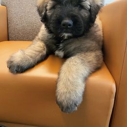Bouvier des Flandres Puppies from Bouvier's of Rockingham