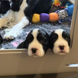 English Springer Spaniel Puppies from Everlark English Springer Spaniels