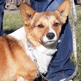 Miniature Australian Shepherds and Pembroke Welsh Corgis from Sharand MAS and Pembroke Welsh Corgis