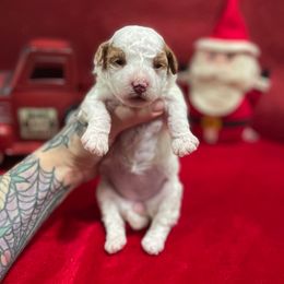 Noel - Parti female Goldendoodle puppy in Roseburg, Oregon from Dbos Furry Friends