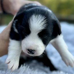 Athena - Black and white female Border Collie puppy in East Ellijay, Georgia from Nine Peaks Border Collies