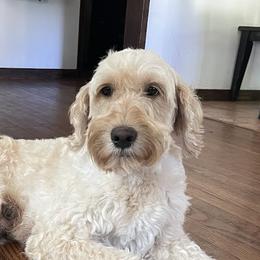 Zara - Goldendoodle