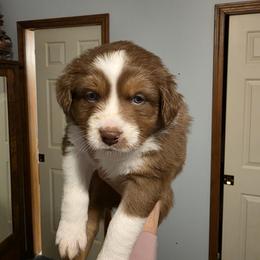 Flynn - Red tri-color male Australian Shepherd puppy in Oak Ridge, Missouri from Myers Farm Aussies