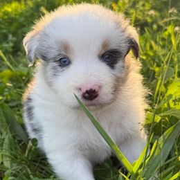 Wasabi - Blue merle male Australian Shepherd puppy in Eubank, Kentucky from Red Feather Aussies