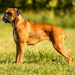 Penny - Boxer
