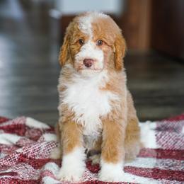 Patrick (socialization program student) - Yellow and white male Bernedoodle puppy in Dundee, Ohio from Down Home Doodle