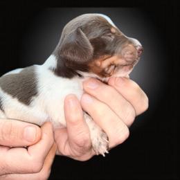 Cupid - Piebald male Dachshund puppy in South Fulton, Tennessee from Stiles' Mini Doxies