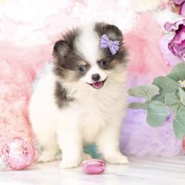 Gracelyn- AKC Blue Tri - Blue parti female Pomeranian puppy in Santa Rosa, California from Cute California Poms