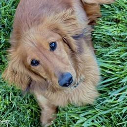 Raptor - Red male Dachshund puppy in Boswell, Indiana from Golden Moose Homestead