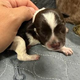 Beaux - Parti male Miniature Schnauzer puppy in Plaucheville, Louisiana from Honey Doux Southern Paws