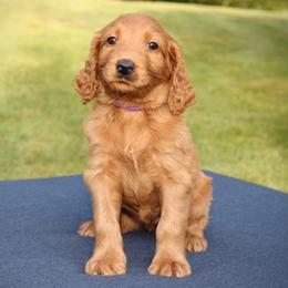 Brooke - Red female Australian Labradoodle puppy in Stanwood, Washington from Victoria Creek Australian Labradoodles