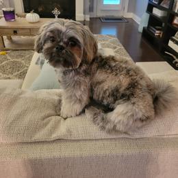 Shih Tzu All Grown Up from Charming Southern Shih Tzu