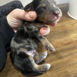 Duke - Dapple male Dachshund puppy in White Cloud, Michigan from West Michigan Dachshund
