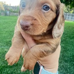 Dachshund Puppies from Mulberry Dachshunds
