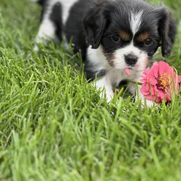 Cavalier King Charles Spaniel Puppies from Pam's Cavalier King Charles Spaniels