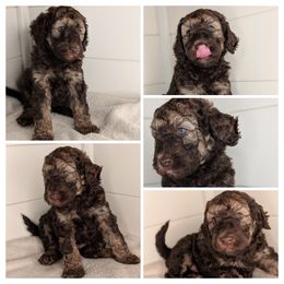 White Boy, Brown Sable - Brown male Whoodle puppy in Kalispell, Montana from Countryman Whoodles