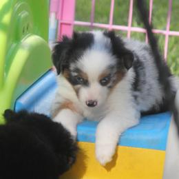 Axel - Blue merle male Toy Australian Shepherd puppy in Ionia, Iowa from Sapphire Stables