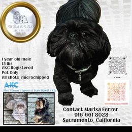 Shih Tzu puppies from STORM & NANA’S  QUALITY SHIH TZU'S