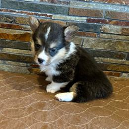 Girl 2 - Black and tan female Pembroke Welsh Corgi puppy in Visalia, California from VIP Stables