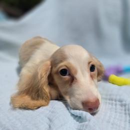 George - Piebald male Dachshund puppy in Tuscaloosa, Alabama from Watermelon Doxies