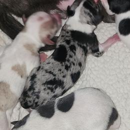 DASHER - Blue and white male Chihuahua puppy in Fort Myers, Florida from Legends Frenchton's, French Bulldogs ,Boston Terriers, Reindeer chihuahuas & French Bullhuahua's