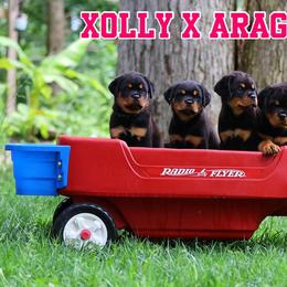 Rottweiler Puppies from Schone Rasse Rottweilers