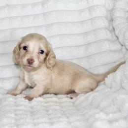 Amara - Cream female Dachshund puppy in Fairfax, Iowa from Grayson’s Lovable Dachshunds