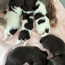Havanese puppies from Dreamworks Havanese
