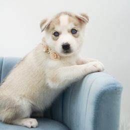 Golden Retriever, Miniature American Shepherd, and Siberian Husky Puppies from HuskiesAndGoldensWithFinesse