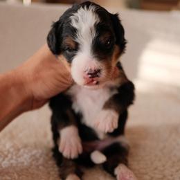 Girl 7 - female Bernedoodle puppy in Gilbert, Arizona from 5280 Bernedoodles