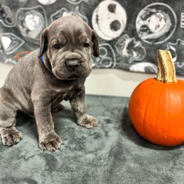 Thor - Gray brindle male Cane Corso puppy in Pollock Pines, California from Capitol City Cane Corso