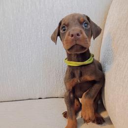 Boy 1 - Black and rust male Doberman Pinscher puppy in New Haven, Indiana from Mjolnir Dobermans