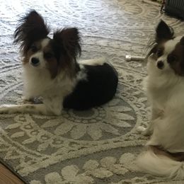Papillon All Grown Up from Sandy's Pap's