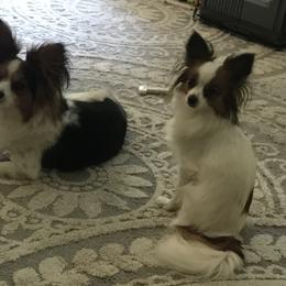 Papillon All Grown Up from Sandy's Pap's