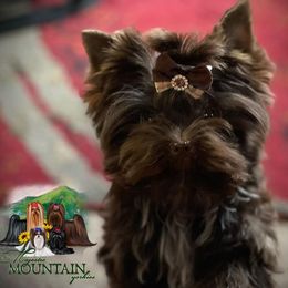 Yorkshire Terrier Puppies from Majestic Mountain Yorkies