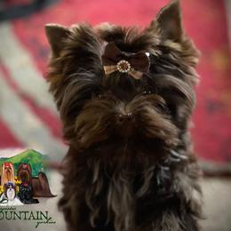 Yorkshire Terrier Puppies from Majestic Mountain Yorkies