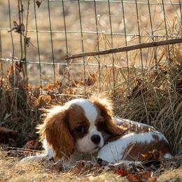 Cavalier King Charles Spaniel Puppies from Kelley Cavaliers